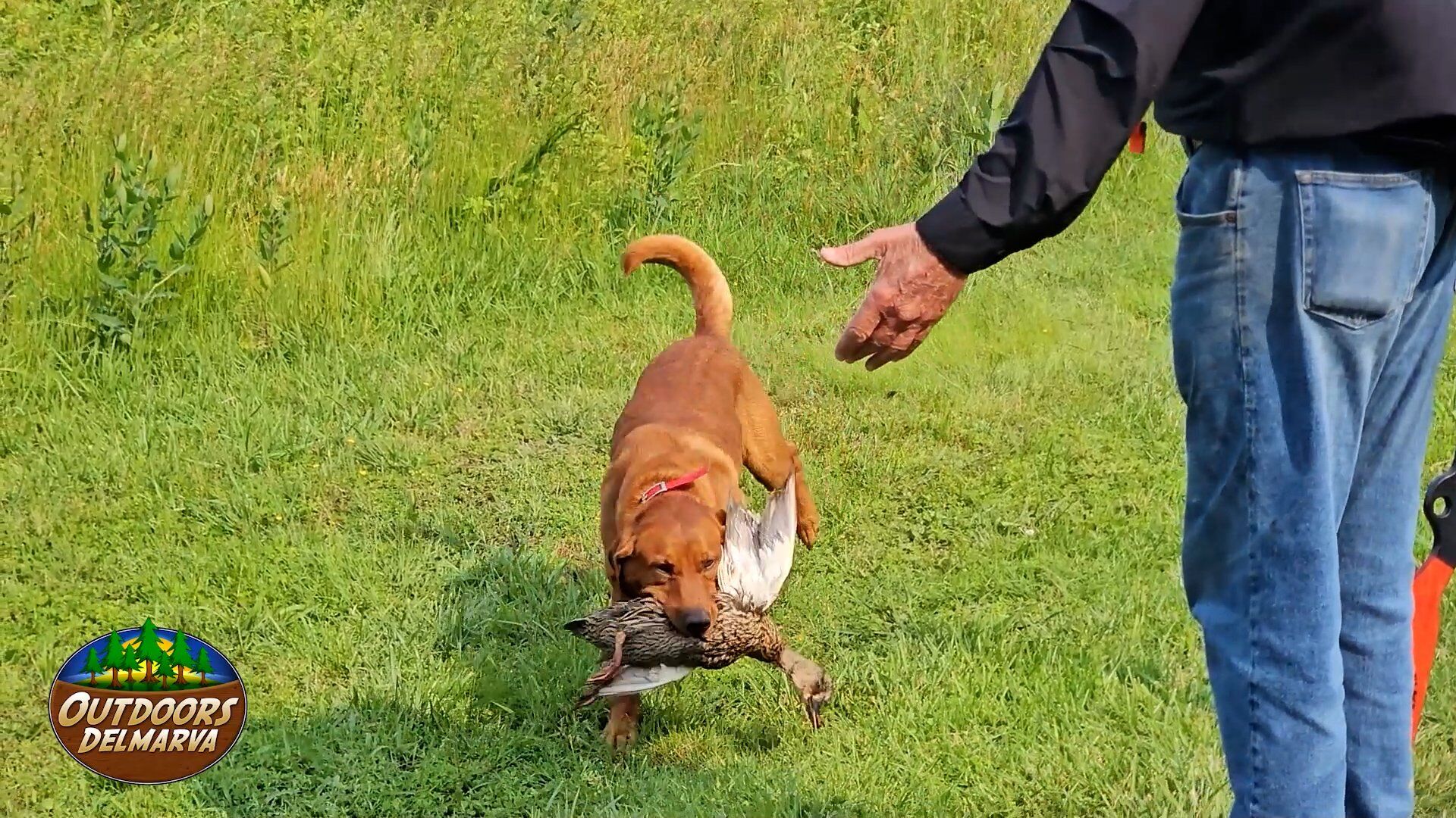 The Talbot Retriever Club